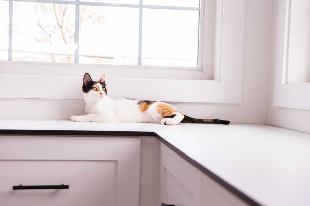 istock Calico kitten cute portrait 1736183762