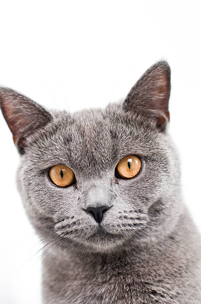 istock Cat British Shorthair Kitten with yellow eyes staring at camera 173618469