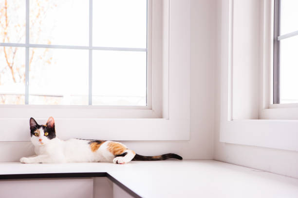 istock Calico kitten cute portrait 1736184857