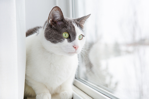 Adult grey and white female cat looking out window from bedroom with winter outside