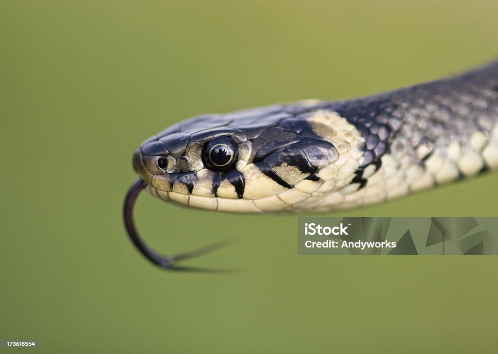 풀뱀 - 로열티 프리 동물 스톡 사진