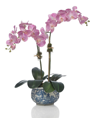 Pink Phalaenopsis orchid, 2 stems, in blue and white porcelain bowl with reflection. The image has an embedded path to delete the reflection if desired. This arrangement was shot against a bright white background. Extremely high quality faux flowers.