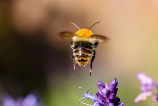 picture of a flying bumblebee at Agastache flowers in the garden