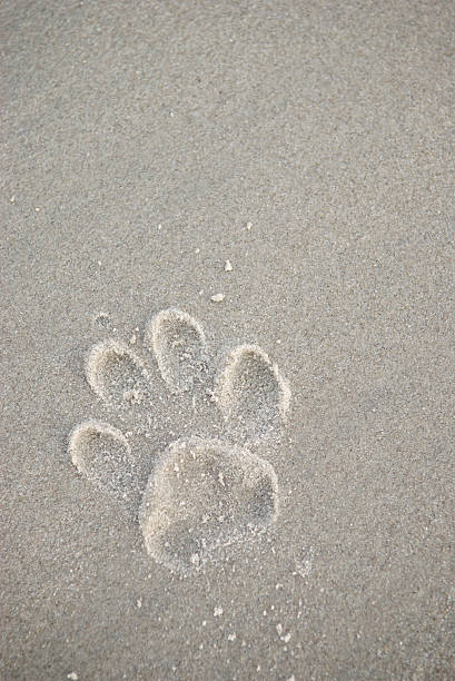 istock Dog Paw Print in Gray Sand 173618871