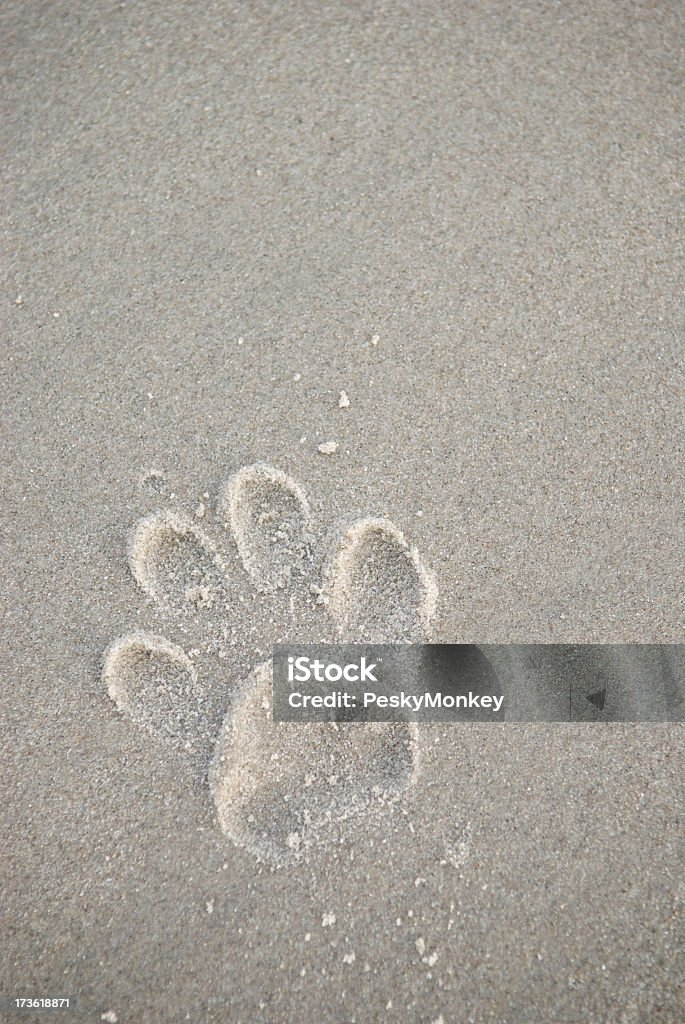 Собаки лапы в серый песок - Стоковые фото Без людей роялти-фри