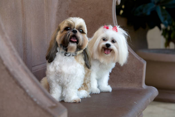 Senior Shih Tzu standing at home and waiting for his owner