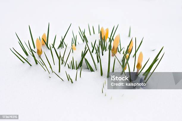 Crocuses In Snow Stock Photo - Download Image Now - Crocus, Snow, White Color