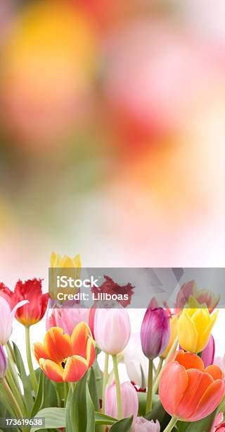 Tulips Stock Photo - Download Image Now - Bouquet, Bunch, Bunch of Flowers