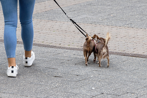 picture with a young woman with two small dogs at the leash in the city