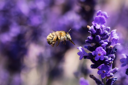 picture of a flying potter bee between lavender blossoms