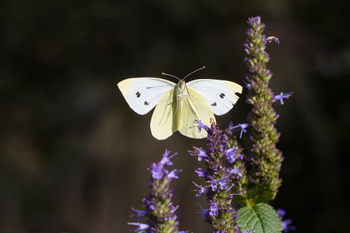 picture with a view of the underside of a flying cabbage white butterfly