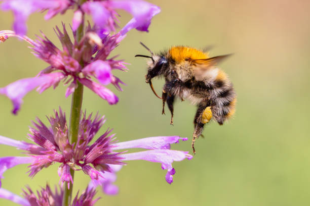 flying bumblebee at Agastache flowers in the garden picture of a flying bumblebee at Agastache flowers in the garden agastache stock pictures, royalty-free photos & images