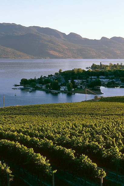 winiarnia winnica kelowna rolnictwa doliny okanagan - kelowna chardonnay grape vineyard grape zdjęcia i obrazy z banku zdjęć