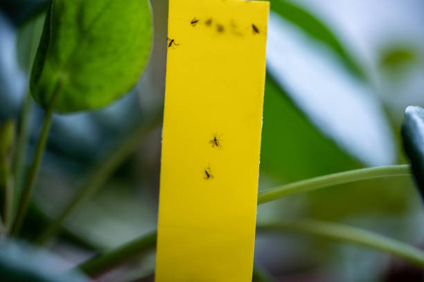 Fungus gnats stuck on yellow sticky trap closeup. Flypaper for Sciaridae insect pests at home garden Fungus gnats stuck on yellow sticky trap closeup. Non-toxic flypaper for Sciaridae insect pests around Pilea peperomioides houseplant at home garden. Eco plant pest control indoor. sciaridae stock pictures, royalty-free photos & images