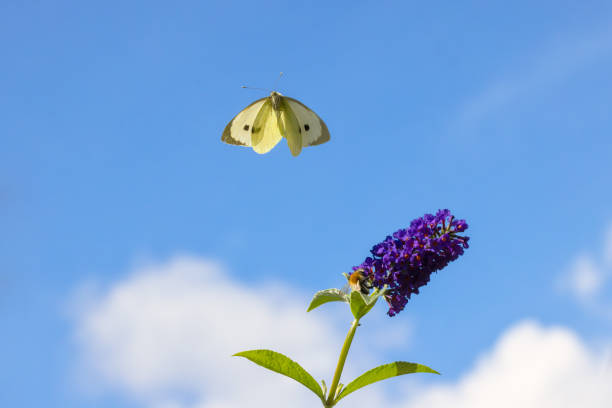 Butterfly on flower