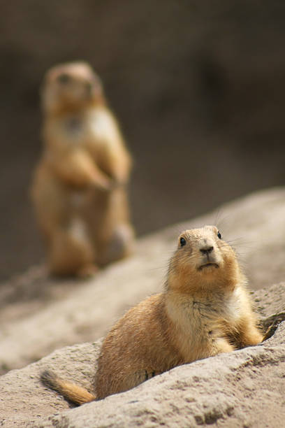 istock prairie dogs look out 173620134
