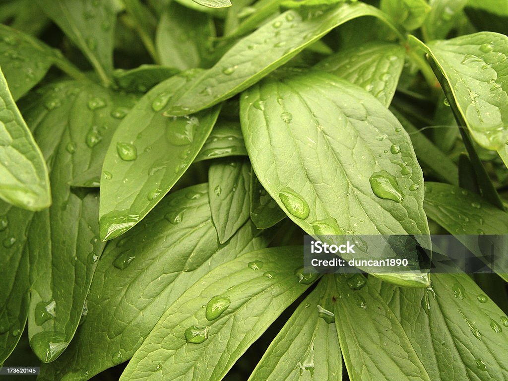 Kroplami deszczu na zielonej liście - Zbiór zdjęć royalty-free (Deszcz)