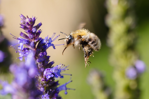 picture of a flying bumblebee at Agastache flowers in the garden