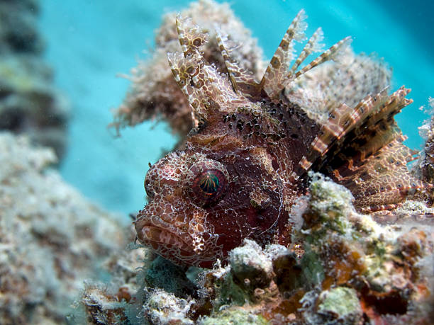 dwarf lionfish Dendrochirus brachypterus a small dwarf lionfish perches on a hard coral dendrochirus stock pictures, royalty-free photos & images