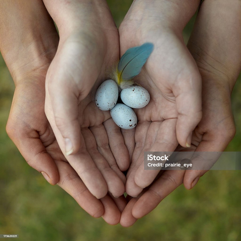 Delicate Eggs two pairs of hands holding three eggs and a feather Animal Egg Stock Photo