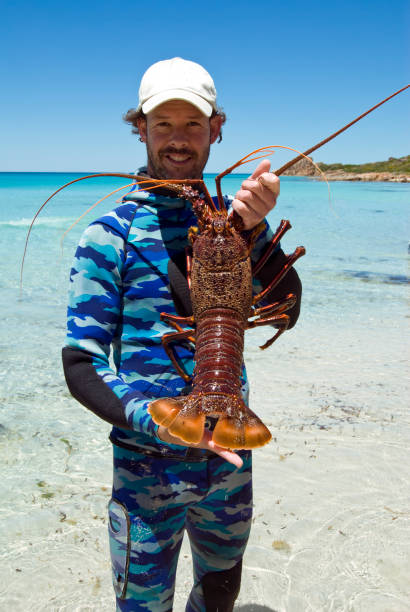 Alive Fresh Lobster on a metal background