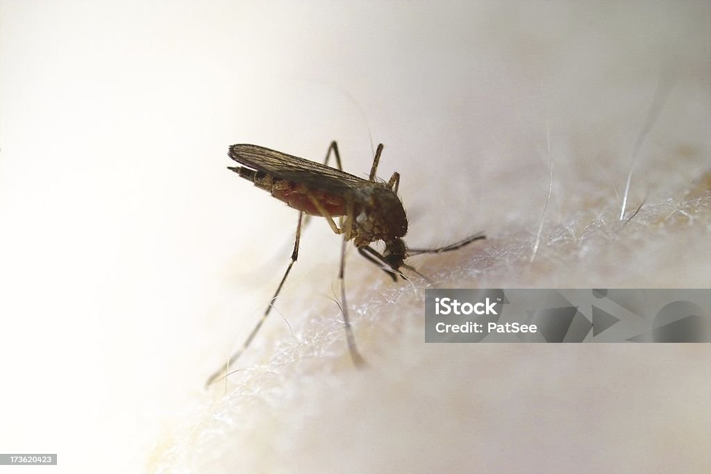 Mosquito - Foto de stock de Animal libre de derechos