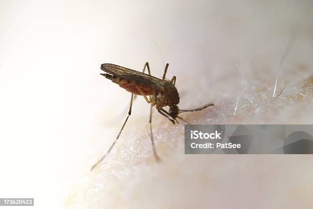 Mosquito Foto de stock y más banco de imágenes de Animal - Animal, Brazo humano, Cabello humano