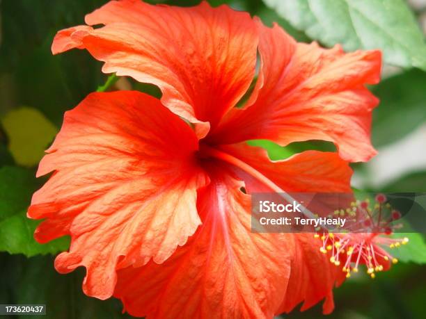 Foto de Red Hibisco e mais fotos de stock de Canteiro de Flores - Canteiro de Flores, Destino turístico, Estame