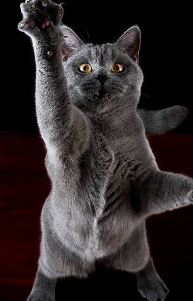 istock Cat british shorthair clawing the air 173620929