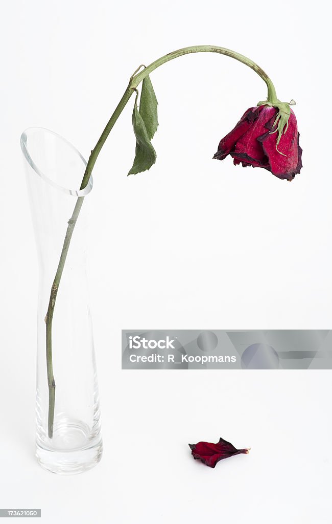 Dying rose, fallen petal "Dying rose, fallen petal." Drooping Stock Photo