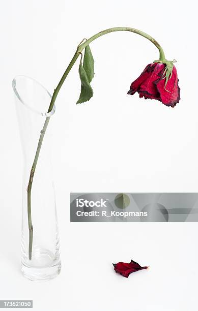 Dying Rose Fallen Petal Stock Photo - Download Image Now - Drooping, Rose - Flower, Red