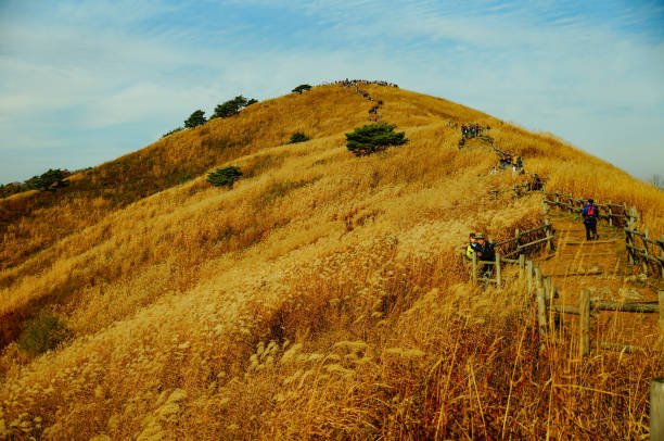 mountain with reed in korea