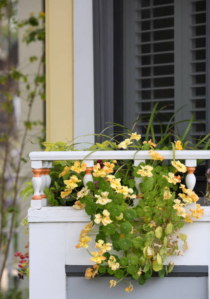 istock Yellow flowers hanging off a balcony 173621399