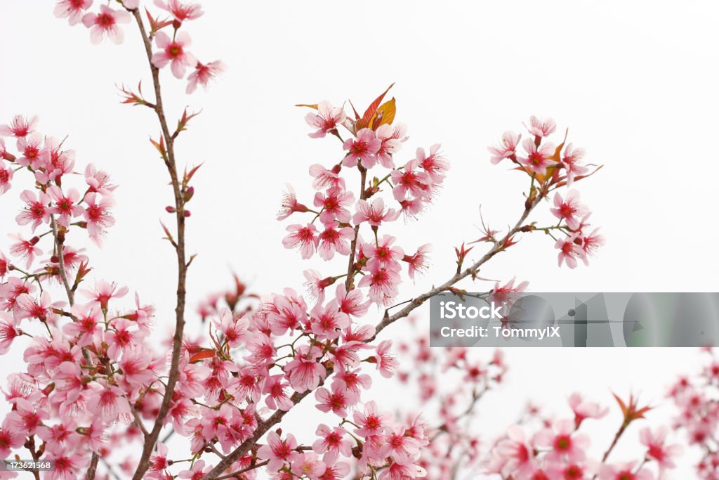 Kirschblüte in voller Blüte - Lizenzfrei Ast - Pflanzenbestandteil Stock-Foto