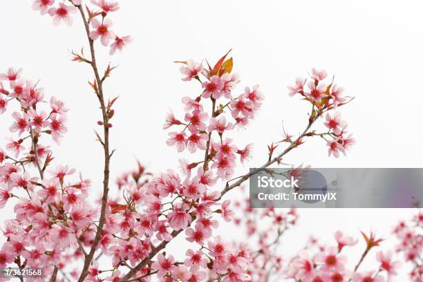 Kirschblüte In Voller Blüte Stockfoto und mehr Bilder von Ast - Pflanzenbestandteil - Ast - Pflanzenbestandteil, Ausgebleicht, Baumblüte