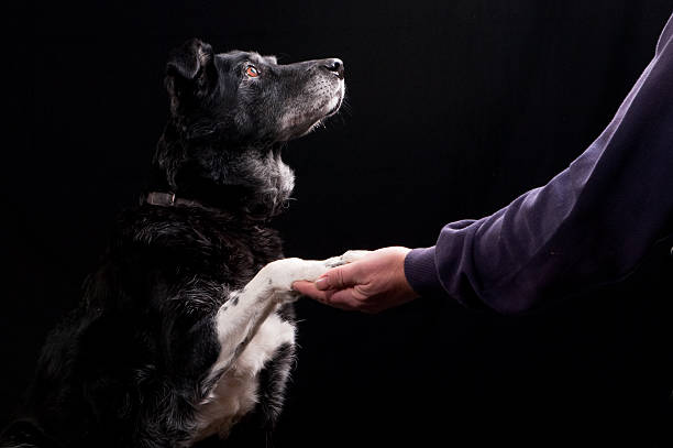 istock A black dog with white paws shaking a man's hand 173621842