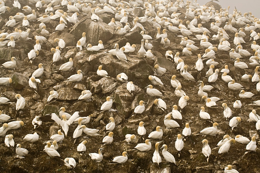 Northern Gannets 