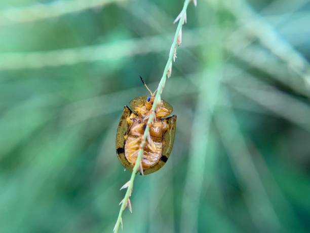 istock Macro shot of tortoise beetle or Aspidimorpha miliaris 1736221182
