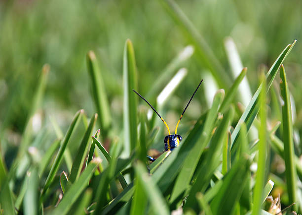 Peeking stock photo