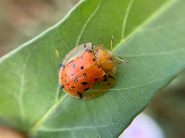 istock Macro shot of tortoise beetle or Aspidimorpha miliaris 1736224278