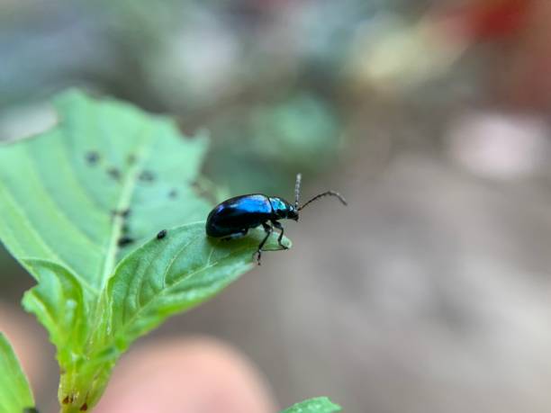 istock Macro shot of Altica or Insect on leaf 1736225370