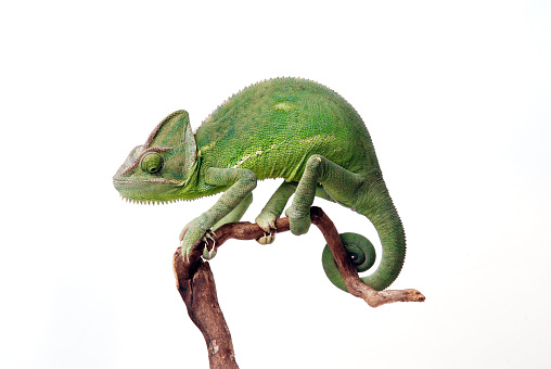 A female a Veiled chameleon sitting on a branch. White background.
