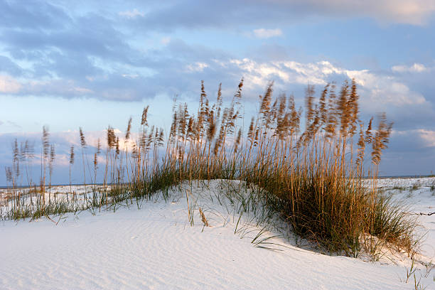 Wind-blown dunes "Wind-blown sand dunes at Gulf State Park, Alabama." gulf coast states stock pictures, royalty-free photos & images