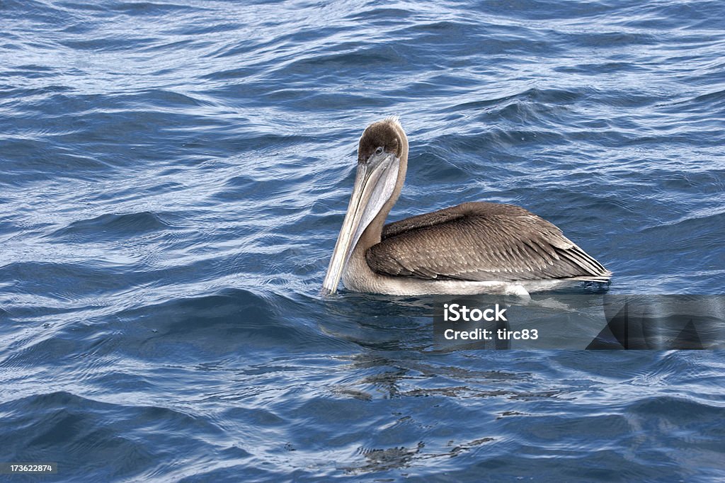 Brown Pelican swimming Brown Pelican (Pelecanus occidentalis urinator) swimming in the Galapagos Islands Animal Stock Photo