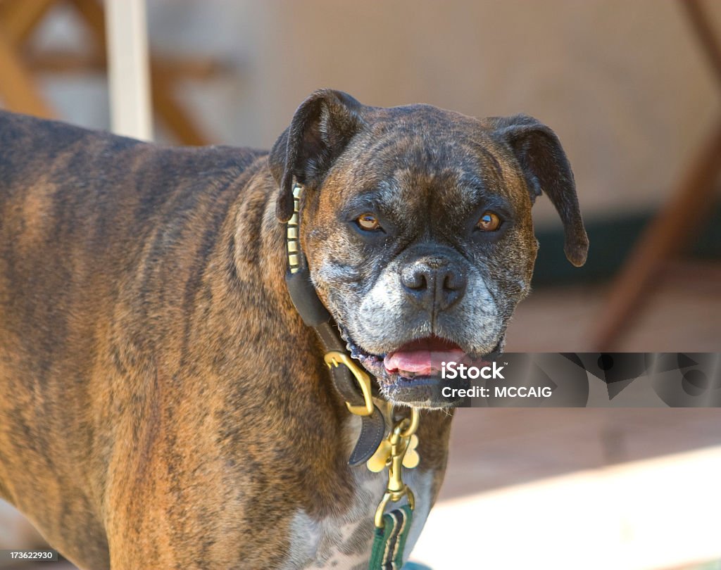 Anspruchsvolle Hund - Lizenzfrei Fotografie Stock-Foto