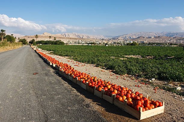 Tomatoes of the Dead Sea