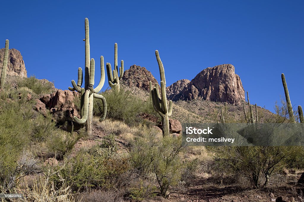 Saguaro encosta - Foto de stock de Alto - Descrição Geral royalty-free