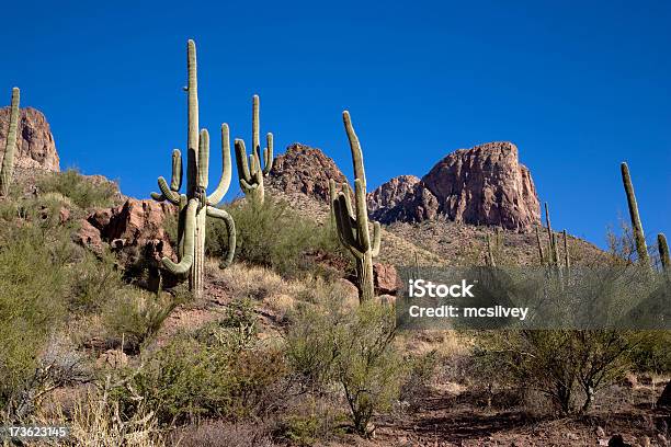 Encosta De Carnegia Gigantea - Fotografias de stock e mais imagens de Alto - Descrição Física - Alto - Descrição Física, Ao Ar Livre, Arizona