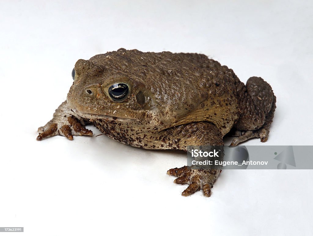 Bufo marinus - Foto de stock de Sapo royalty-free