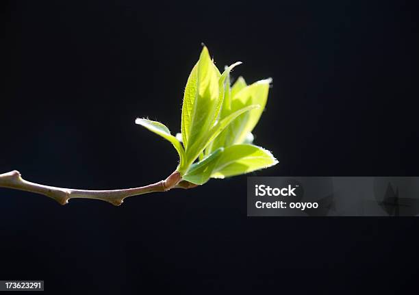 Spring Leaves Stock Photo - Download Image Now - Backgrounds, Beginnings, Branch - Plant Part